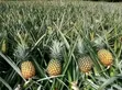 Adex Farmer Company: Ingantattun Tsirrai da Sabis na Noma - 3