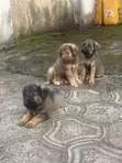 1-3 Watan Namiji Mai Tsarki Na Jaruman Jamus - 2