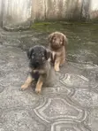 1-3 Watan Namiji Mai Tsarki Na Jaruman Jamus - 3