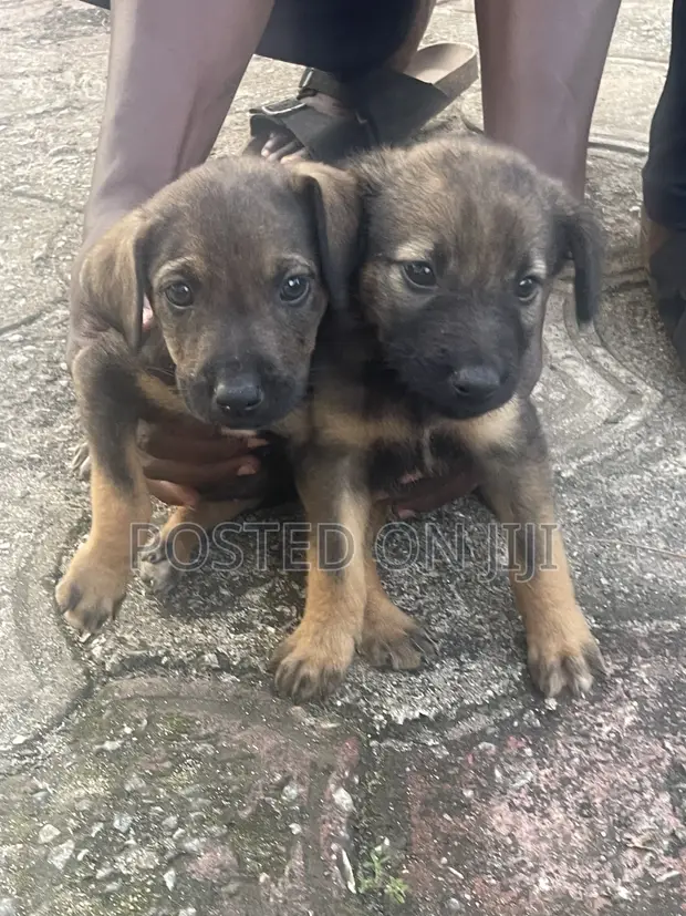 1-3 Month Female Purebred German Shepherd Puppy - 1