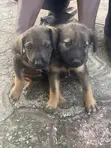 1-3 Month Female Purebred German Shepherd Puppy - 1