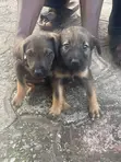 1-3 Month Female Purebred German Shepherd Puppy - 2