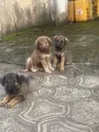 1-3 Month Female Purebred German Shepherd Puppy - 3
