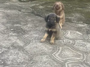 1-3 Month Female Purebred German Shepherd Puppy
