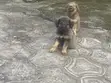 1-3 Month Female Purebred German Shepherd Puppy - 4