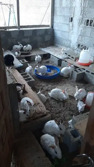 Rabbit Growers for Sale - NGN 8,550 Each