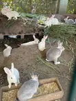 Rabbit Growers for Sale - NGN 8,550 Each - 2