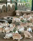 Rabbit Growers for Sale - NGN 8,550 Each - 3