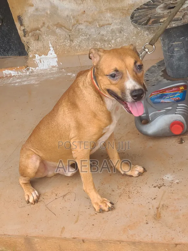 Male Mixed Breed American Pit Bull Terrier, 1+ Year Old - 1