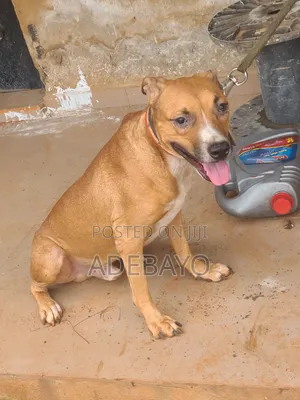 Male Mixed Breed American Pit Bull Terrier, 1+ Year Old
