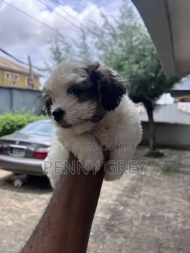 Female Maltipoo Puppy (1-3 Months) - 1