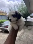Female Maltipoo Puppy (1-3 Months) - 1