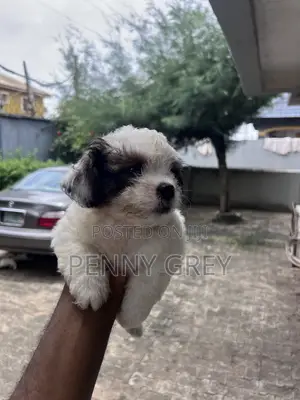 Female Maltipoo Puppy (1-3 Months)