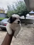 Female Maltipoo Puppy (1-3 Months) - 2