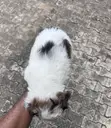 Female Maltipoo Puppy (1-3 Months) - 3