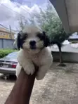 Female Maltipoo Puppy (1-3 Months) - 4