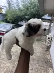 Female Maltipoo Puppy (1-3 Months) - 5