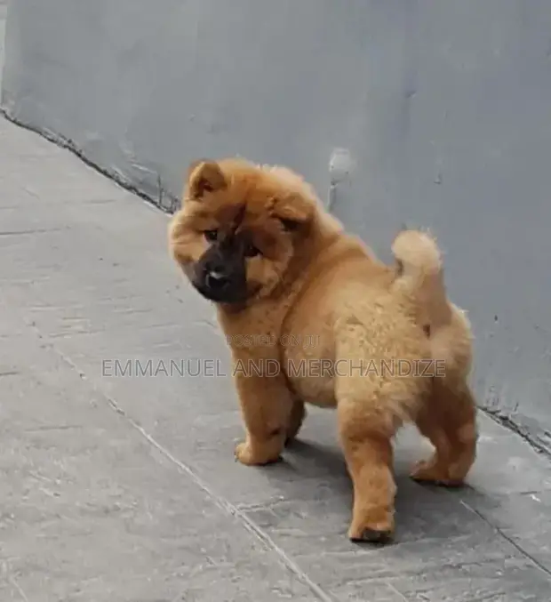 Female Purebred Chow Chow Puppy (1-3 Months) - 1
