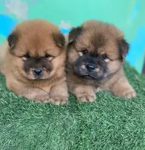 Purebred Female Chow Chow Puppy (1-3 Months)