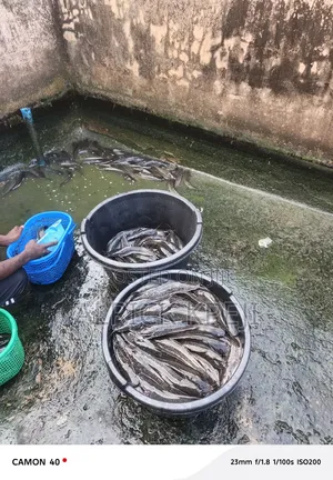 Table Size Catfish - 1 Ton Available