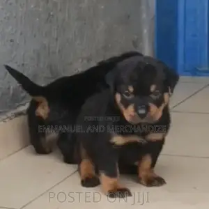 Rottweiler Zuriya - Yar Wata 1-3, Mace