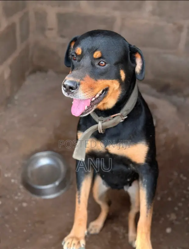 Purebred Rottweiler - 1+ Year Female - 1