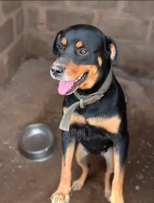 Purebred Rottweiler - 1+ Year Female