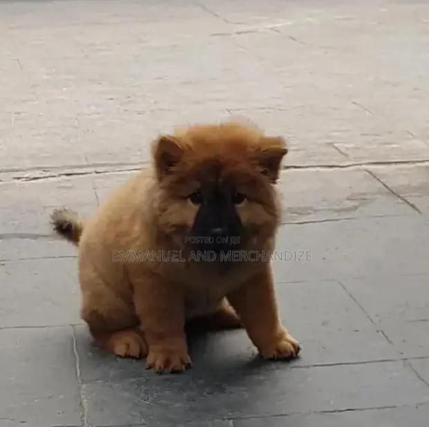 Purebred Chow Chow Puppy - 1-3 Months Female - 1
