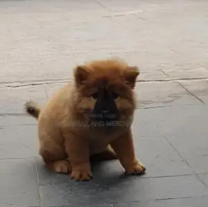 Purebred Chow Chow Puppy - 1-3 Months Female
