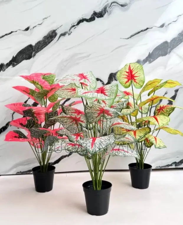Chibolu Horticulture: Sabis na Shirin Lambu da Noma - 1
