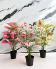 Chibolu Horticulture: Sabis na Shirin Lambu da Noma - 1