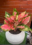 Chibolu Horticulture: Sabis na Shirin Lambu da Noma - 2
