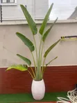 Chibolu Horticulture: Sabis na Shirin Lambu da Noma - 3