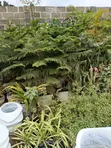 Chibolu Horticulture: Sabis na Shirin Lambu da Noma - 4