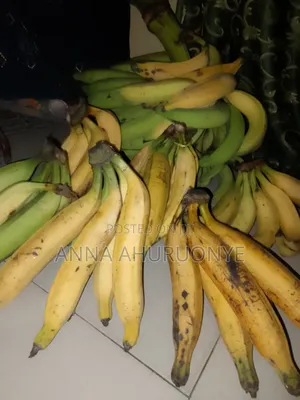 Sabo Bunch da Kai na Plantain