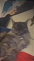Namijin Baturen Bature Maine Coon, Mai Sama Da Shekara 1 - 1