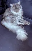 Namijin Baturen Bature Maine Coon, Mai Sama Da Shekara 1 - 2
