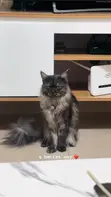 Namijin Baturen Bature Maine Coon, Mai Sama Da Shekara 1 - 3