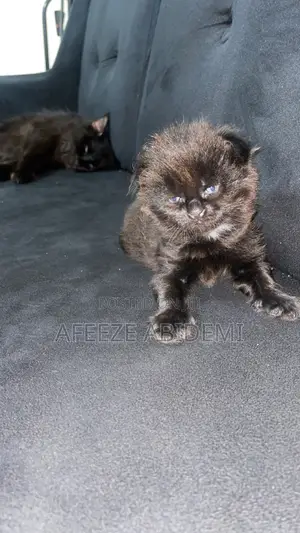 Kare Mai Tsarki Namiji Maine Coon (Wata 0-1)