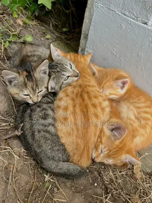 Purebred Tabby Kitten (1-3 Months)