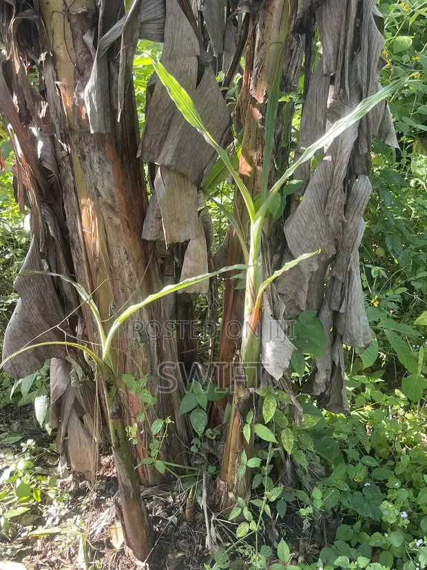 Suckers na Ayaba masu Lafiya don Siyarwa - 1