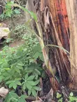Suckers na Ayaba masu Lafiya don Siyarwa - 2