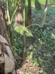 Suckers na Ayaba masu Lafiya don Siyarwa - 3