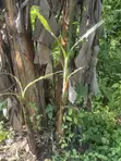 Suckers na Ayaba masu Lafiya don Siyarwa - 4