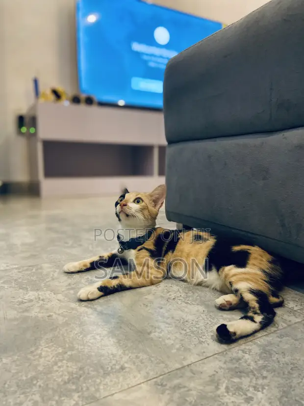 Female American Shorthair Cat, 1+ Year Old - 1