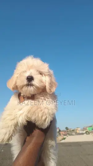 Purebred Lhasa Apso Puppy - 1-3 Months Old