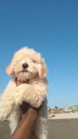 Purebred Lhasa Apso Puppy - 1-3 Months Old - 1