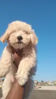 Purebred Lhasa Apso Puppy - 1-3 Months Old - 2