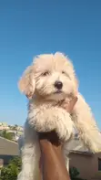Purebred Lhasa Apso Puppy - 1-3 Months Old - 3