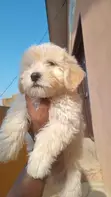 Purebred Lhasa Apso Puppy - 1-3 Months Old - 4